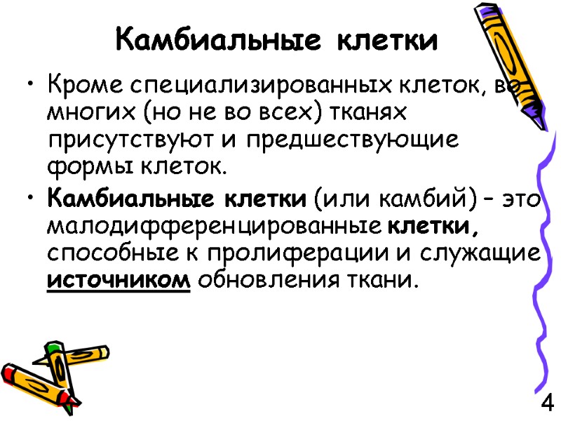 Камбиальные клетки Кроме специализированных клеток, во многих (но не во всех) тканях присутствуют и